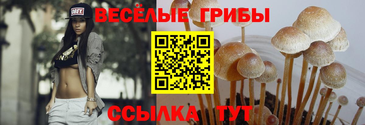 Псилоцибиновые грибы Psilocybine cubensis  купить  цена  Саратов  Вход с VPN  Псилоцибиновые грибы GOLDEN TEACHER 